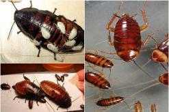 Размножение тараканов Рост тараканов от маленького до большого