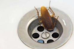 Quanti scarafaggi si schiudono da un uovo?