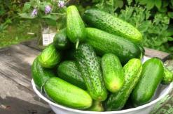 The most delicious pickled cucumber recipe